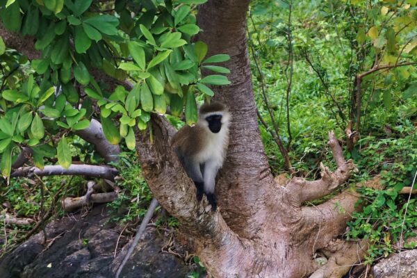 colobus monkey in nyungwe