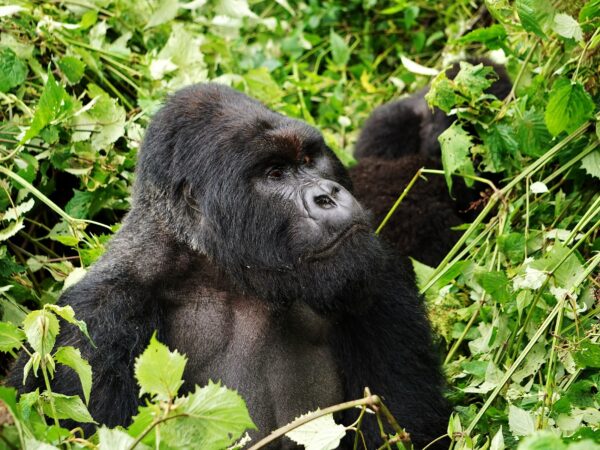face to face with gorillas