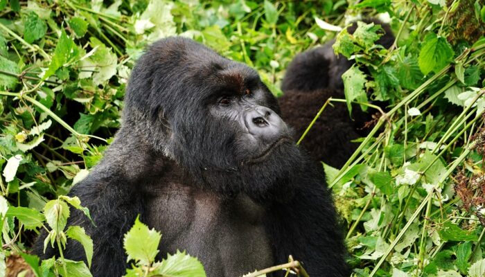 face to face with gorillas