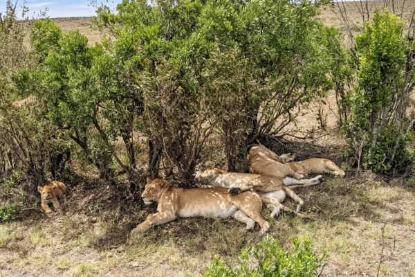 pride of lions in Maasai Mar