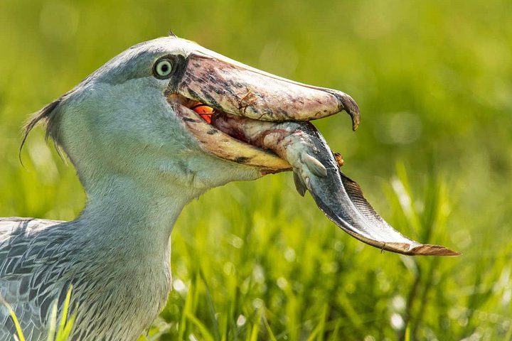 1 day mabamba Shoebill stork bird watching safari