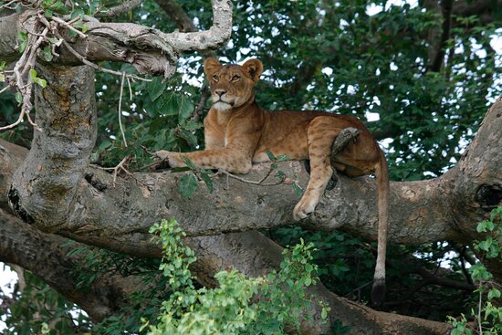 14 days Uganda Safari With Lions