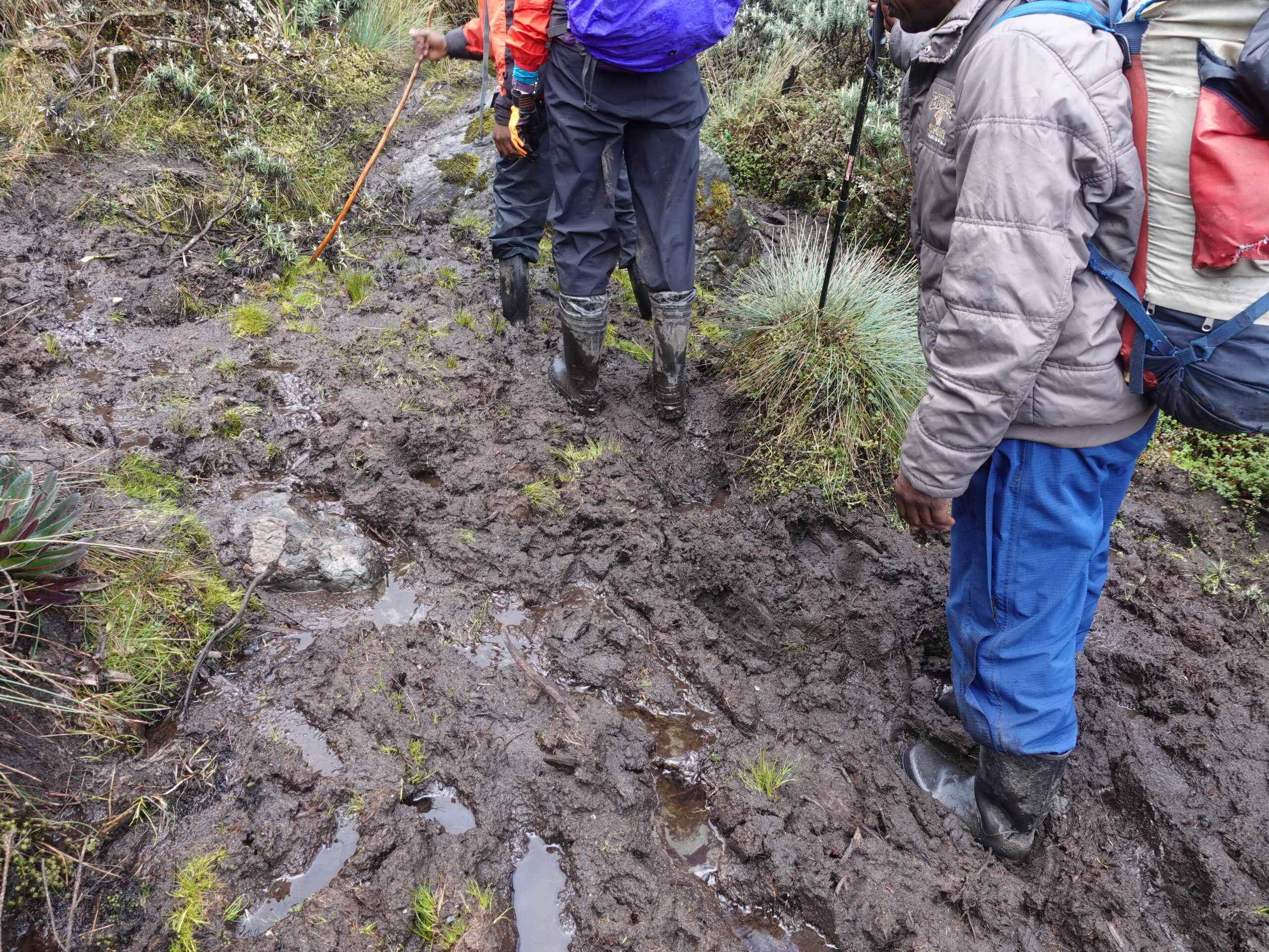 Rwenzori Mountains & Gorilla Trekking