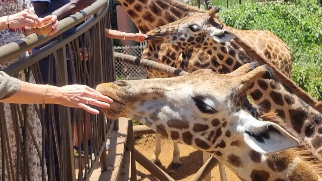 11 Days Kenya Rwanda Wildlife & Gorilla safari