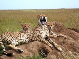 Leopards on a 4 days Serengeti Flying Safari