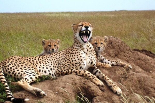 Leopards on a 4 days Serengeti Flying Safari