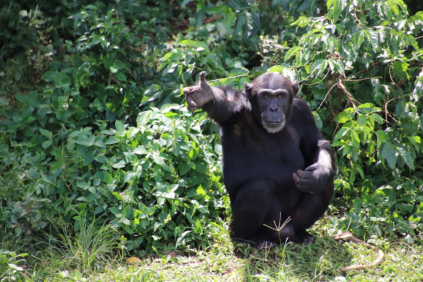 1 day ngamba island chimpanzee sanctuary tour