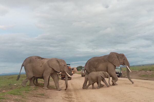 4 days Amboseli & Tsavo safari