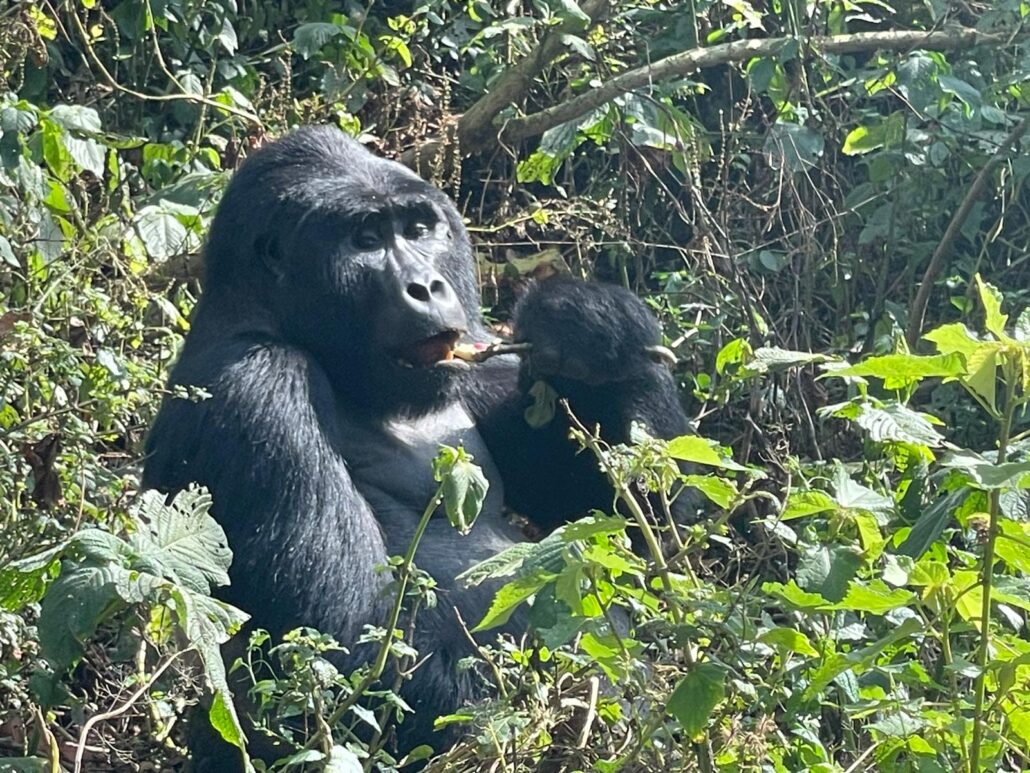 Best Time To Visit Mountain Gorillas in Volcanoes National Park