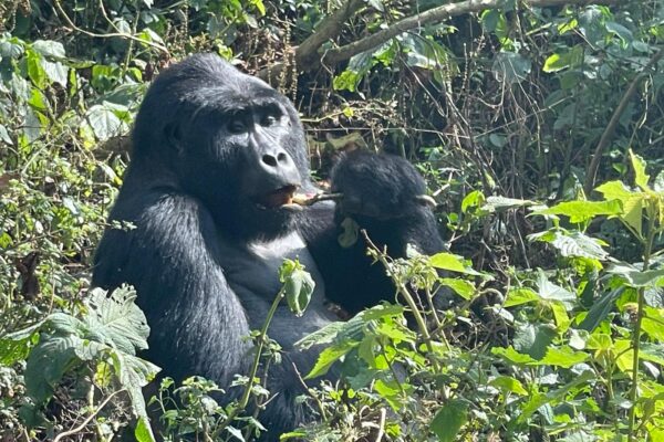 Best Time to Visit Mountainn Gorillas inVolcanoes National Park