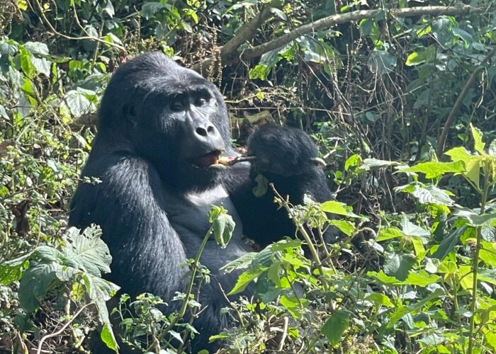 Best Time to Visit Mountainn Gorillas inVolcanoes National Park