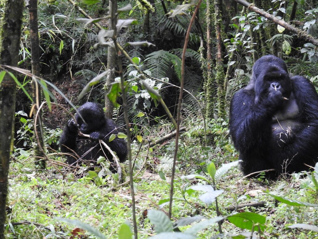 Gorilla trekking permits 