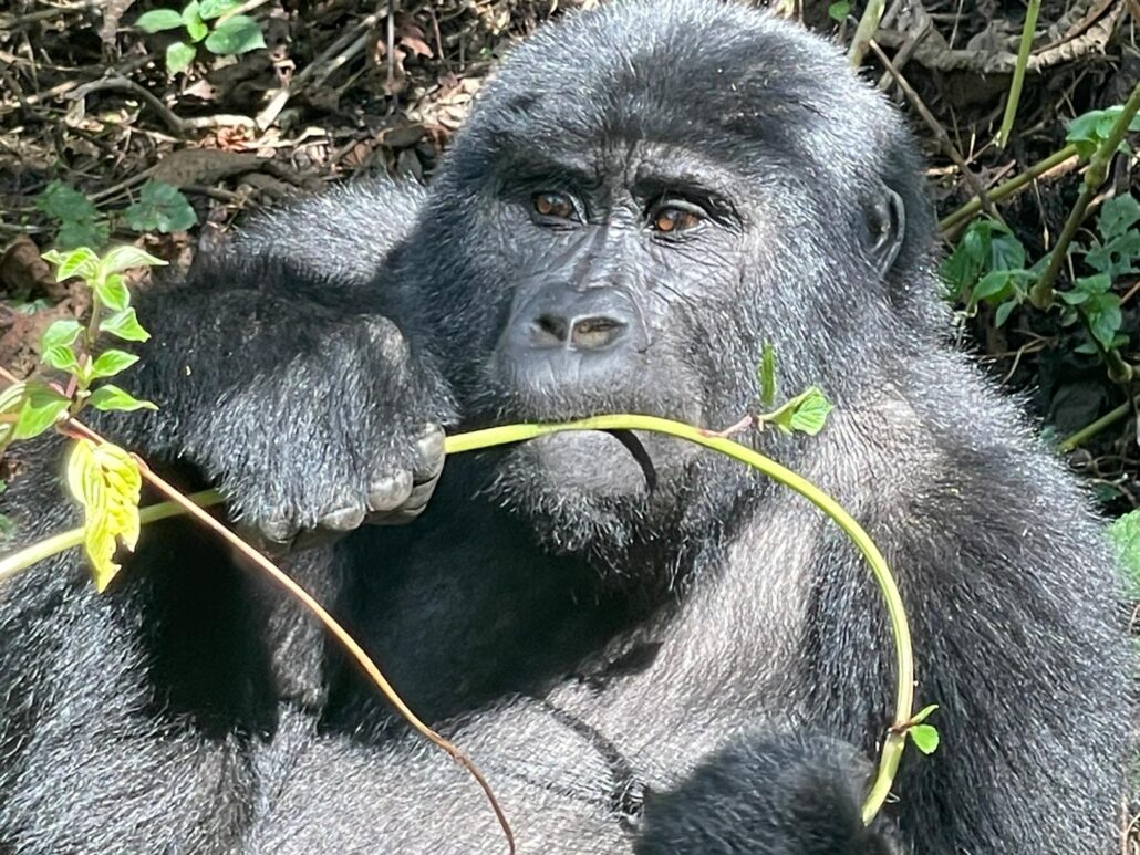 mountain Gorilla trekking in Uganda