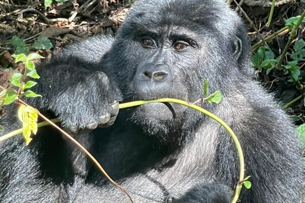 mountain Gorilla trekking in Uganda