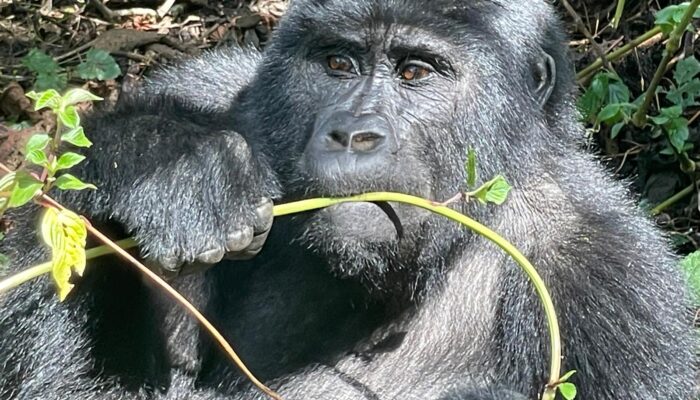 mountain Gorilla trekking in Uganda