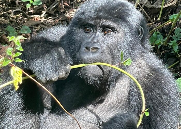 mountain Gorilla trekking in Uganda