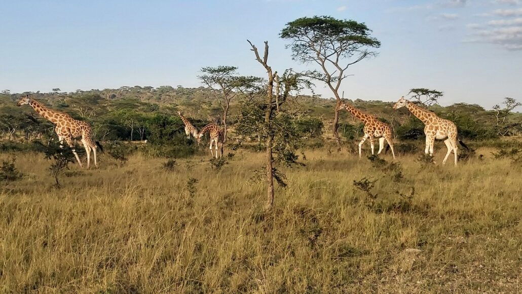 Lake Mburo National Park 