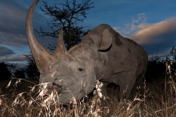 A rhino in Olpegeta, in the 12 days Kenya & Tanzania safari