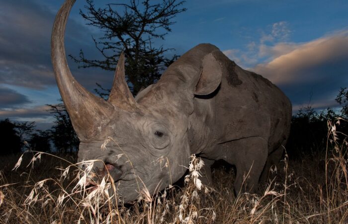 Large rhino in Olpejeta A rhino in Olpegeta, in the 12 days Kenya & Tanzania safari