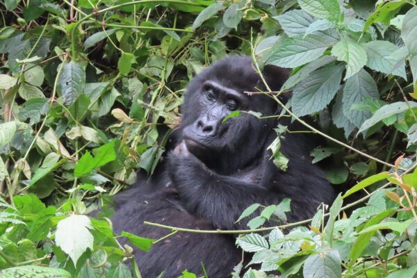 Mountain Gorillas in Bwindi Impenetrable National Park