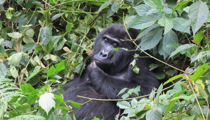 Mountain Gorillas in Bwindi Impenetrable National Park