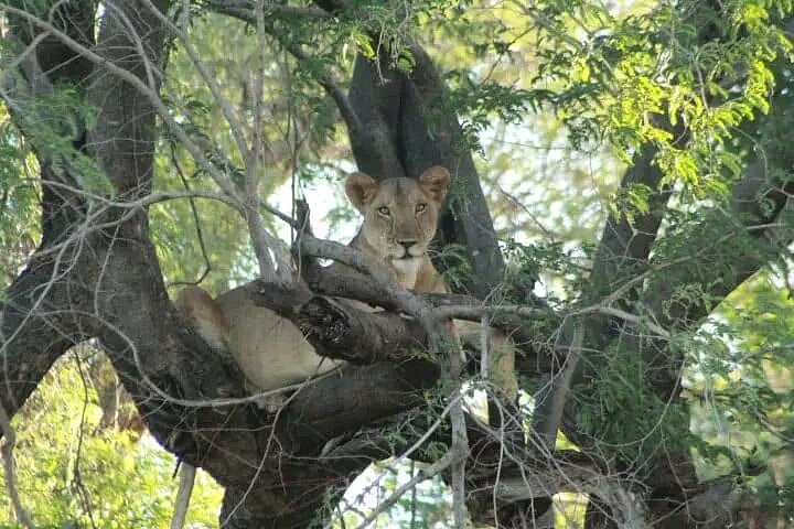 Best time to visit Queen Elizabeth National Park