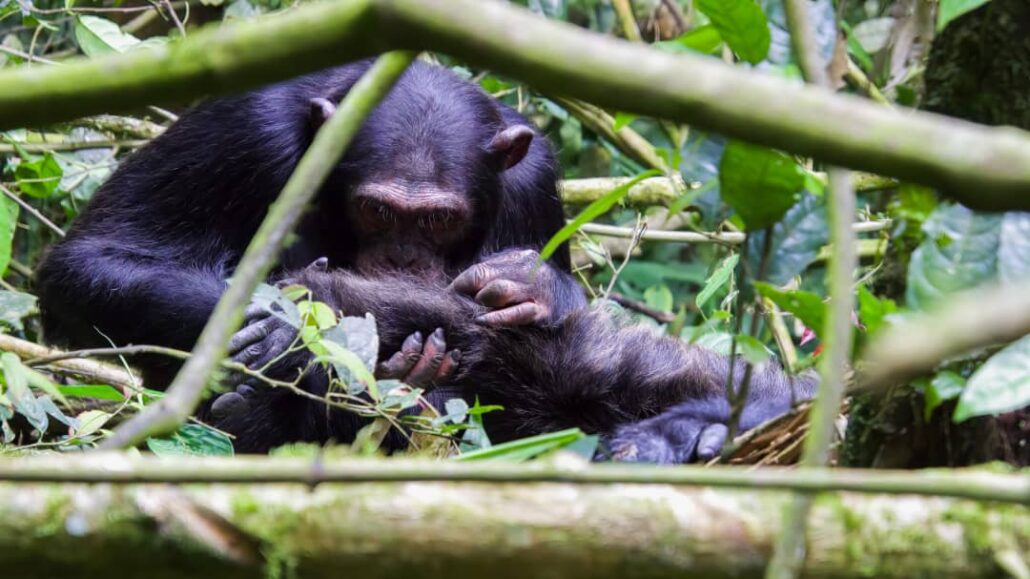 best time to visit Nyungwe Forest national Park for cgimpanzee trekking