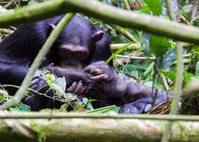 best time to visit Nyungwe Forest national Park for cgimpanzee trekking