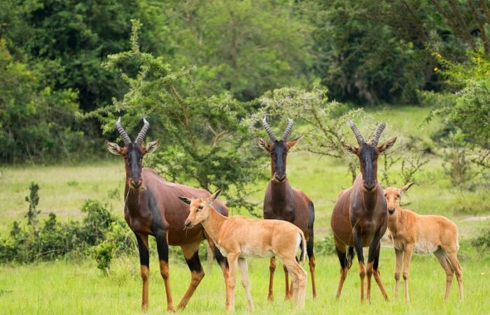 best time to visit lake mburo national park