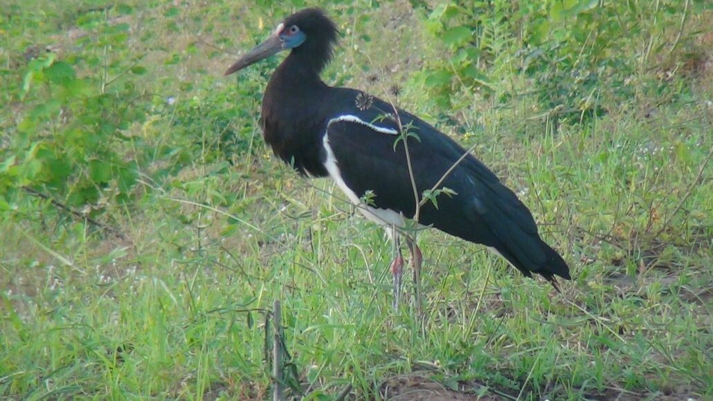 Birding in Murchison Falls National Park-things to do