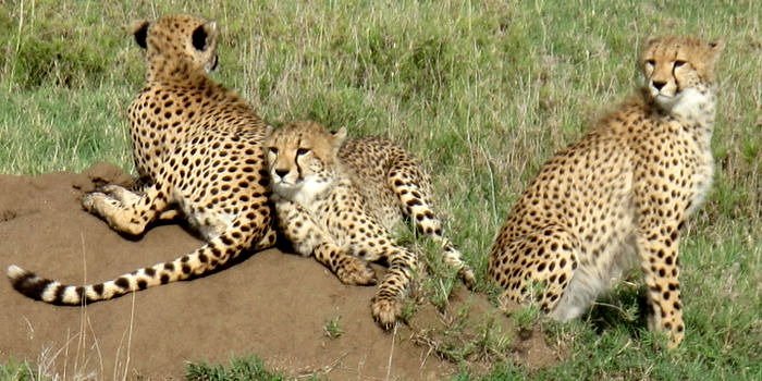 Attractions in Kidepo Valley National Park