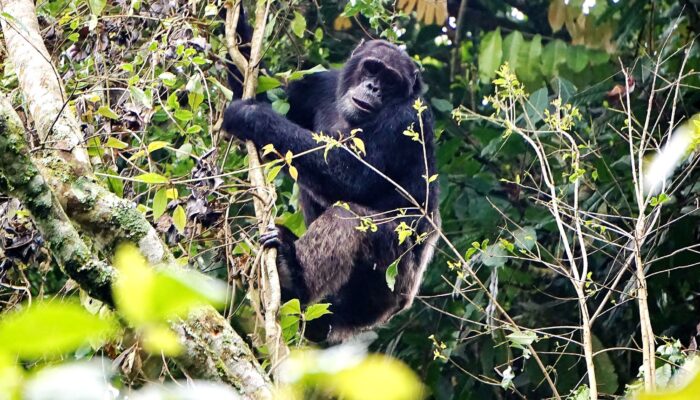 Chimpanzee trekking & Tracking in Rwanda Nyungwe Forest national Park