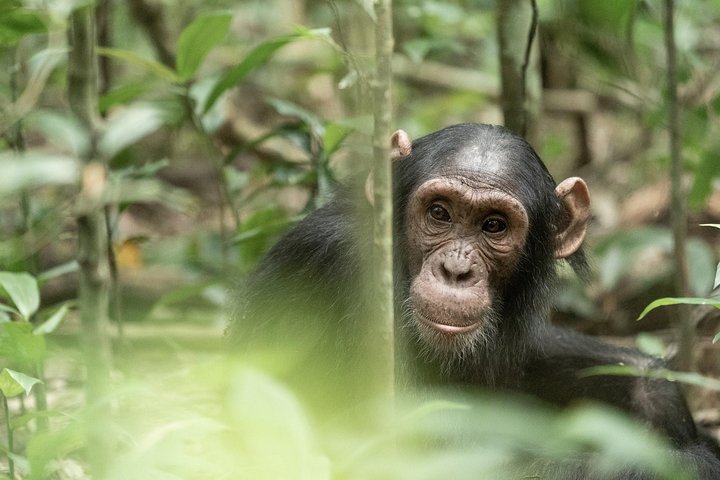 Best time to go to Kibale for Chimpanzee trekking