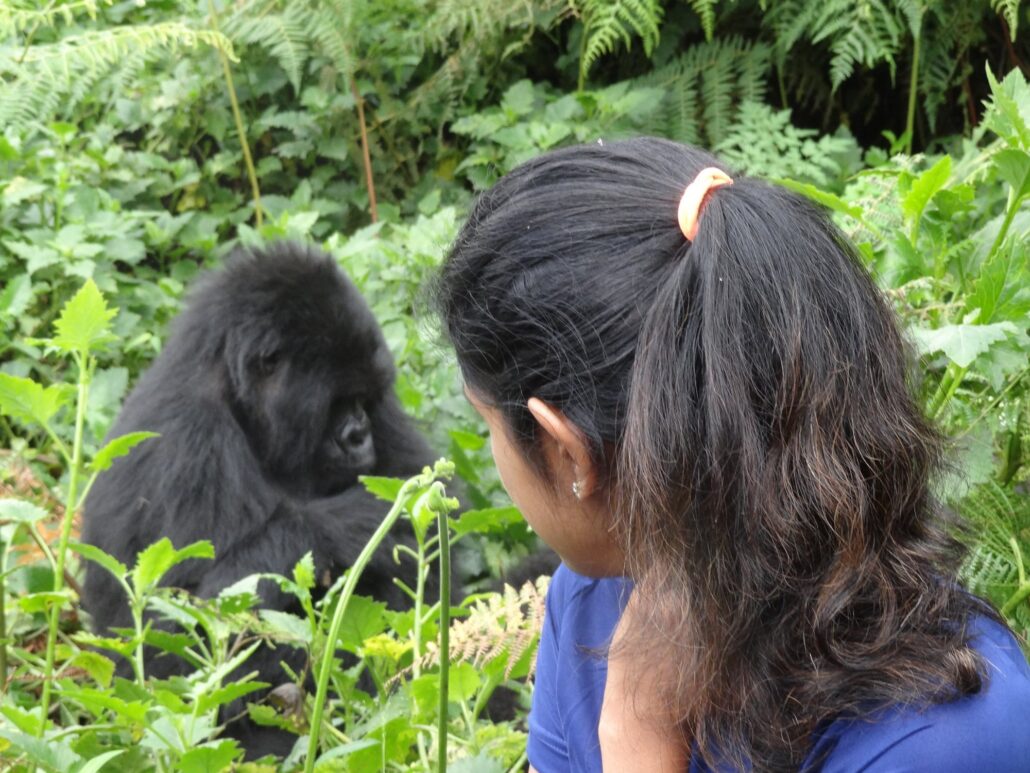 Gorilla trekking in Volcanoes National Park