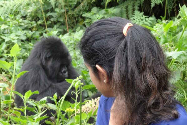 Gorilla trekking in Volcanoes National Park