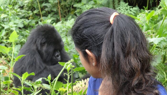 Gorilla trekking in Volcanoes National Park