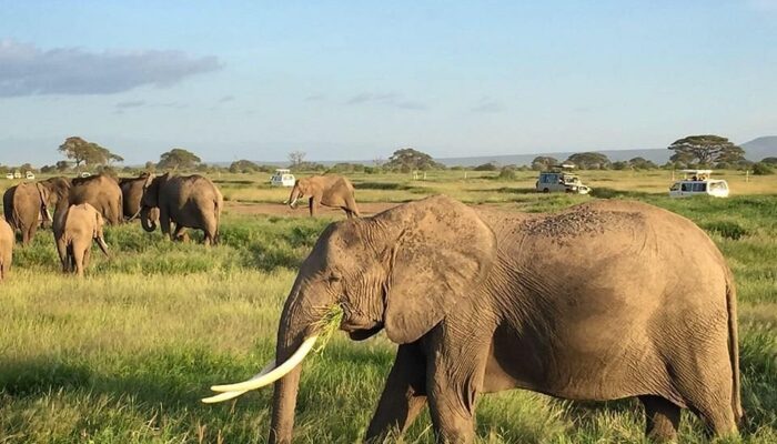 Herd Of Elephants in Amboseli National Park