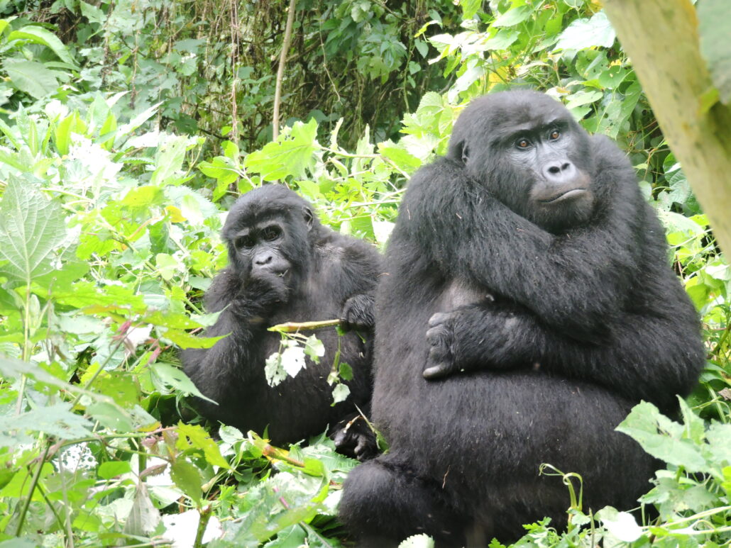 Mountain Gorillas in volcanoes National Park & Things To Do