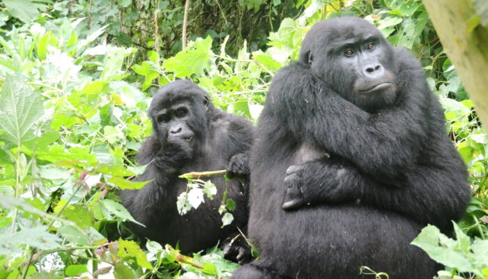Best Things to do in Uganda-Gorilla trekking 4 days Long Rwanda gorilla safaris, short gorilla trekking safari, uganda & Rwanda Primate safaris