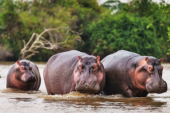 Things to do in AKagera National Park-boat trip wildlife Viewing