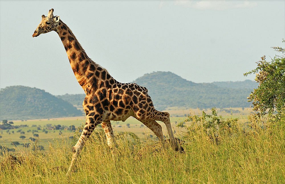 Top 8 Sights/Attractions In Kidepo Valley National Park