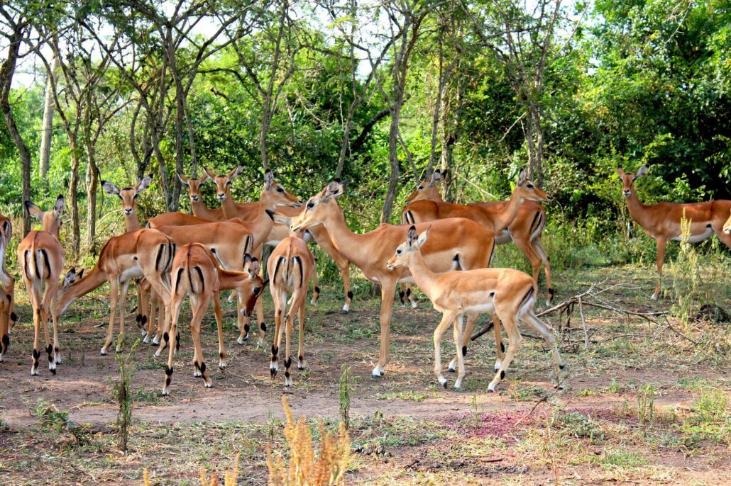 Best Time to Visit Lake Mburo National Park