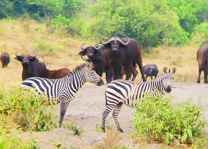 Lake Mburo National Park-Getting there