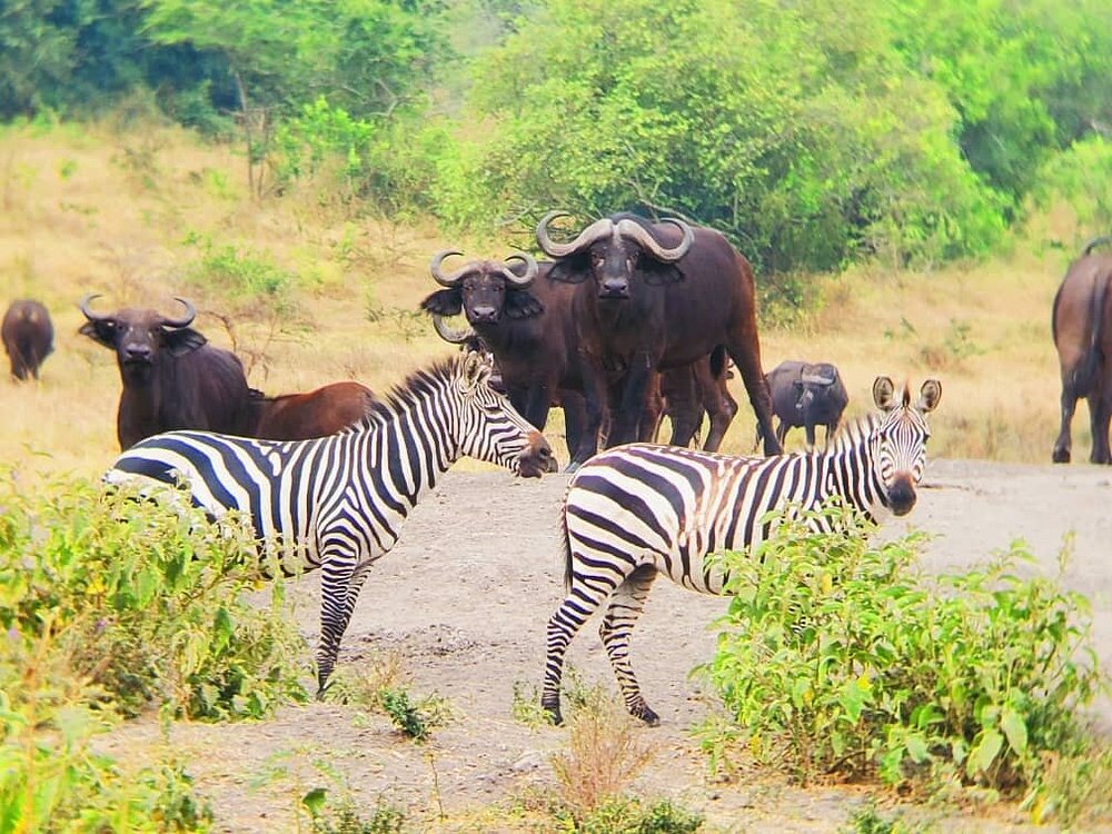 Getting Lake Mburo National Park with zebras