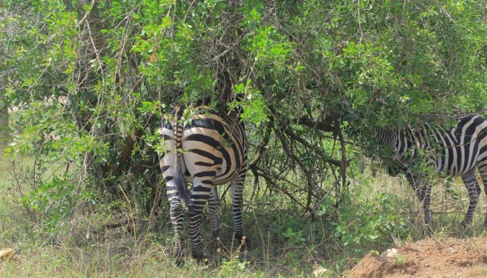 Lake Mburo national Park Zebras