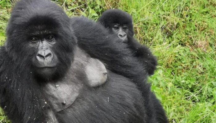 mountain gorillas in Mgahinga National Park-gorilla trekking safaris in Uganda