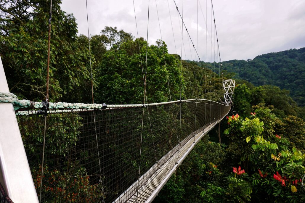 Ztivities & Attraction in Nyungwe Forest National Park