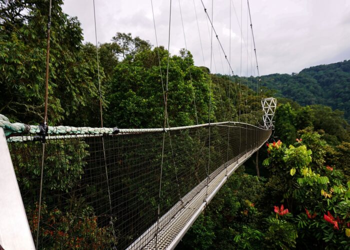 Ztivities & Attraction in Nyungwe Forest National Park