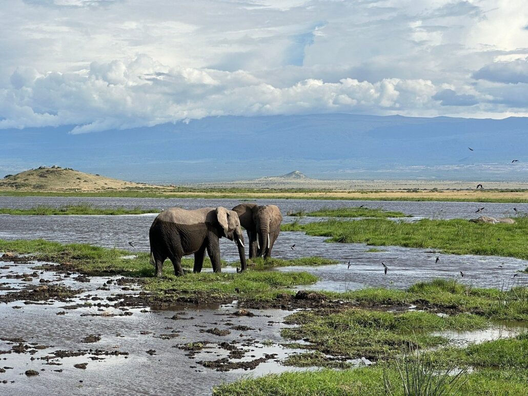 Best Things to do & see in Amboseli