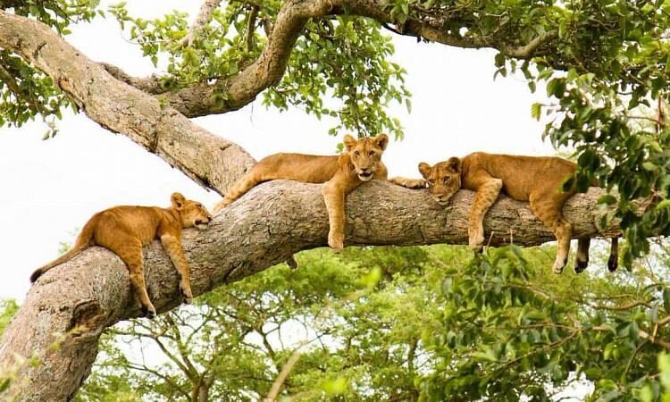 Attractions to see in Queen Elizabeth National Park Safaris Uganda